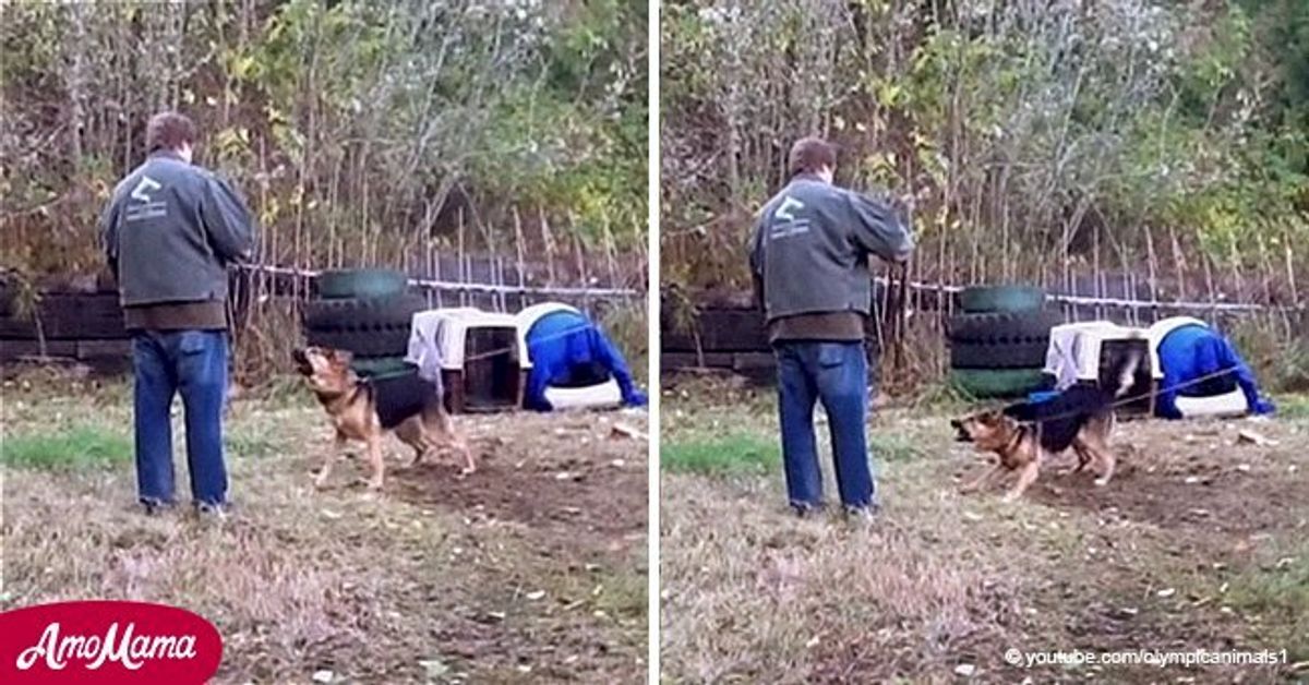 Esto Es Lo Que Sucedi Cuando Un Hombre Liber A Un Perro Que Estuvo