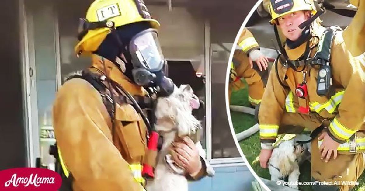 Bomberos sacaron a perrito desmayado de una casa en llamas y lo revivieron