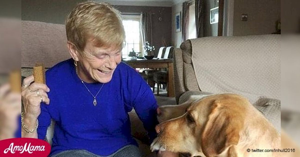 Conductor atropelló a perro y lo dejó morir en brazos de su anciana ...