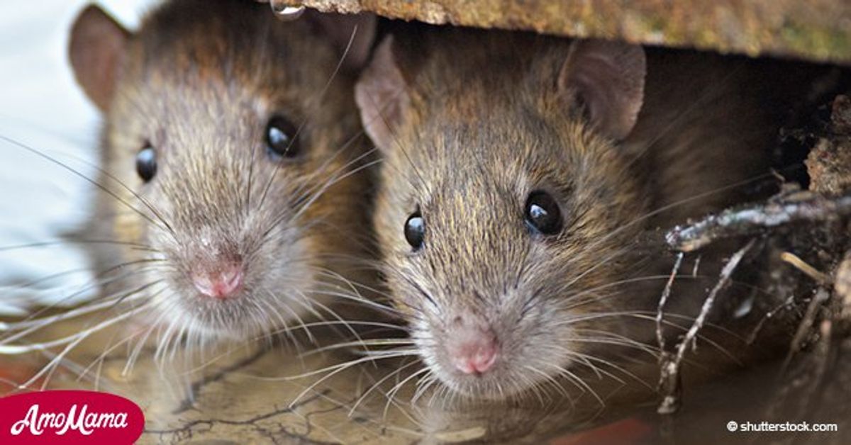 6 formas de evitar que las ratas y los ratones invadan tu hogar
